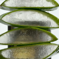 Charger l'image dans la visionneuse de la galerie, Patomia purifying pet shampoo featuring fresh aloe vera slices for sensitive skin care for dogs and cats