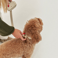Charger l'image dans la visionneuse de la galerie, Patomia beige vegan leather dog leash with zamak metal hardware being attached to a curly-haired dog