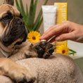 Charger l'image dans la visionneuse de la galerie, Patomia soothing repair balm being applied to a French Bulldog's paw, with product packaging and flowers in the background.