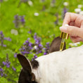 Charger l'image dans la visionneuse de la galerie, Patomia natural anti-parasite oil elixir being applied with a dropper to a dog's fur in a garden setting
