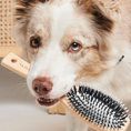 Charger l'image dans la visionneuse de la galerie, Patomia wooden dog brush with nylon bristles held in the mouth of a cute dog with a light brown and white coat.