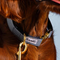 Charger l'image dans la visionneuse de la galerie, Chien portant un collier rayé bleu marine et blanc Bandit avec boucle dorée, gros plan sur le collier et l'attache laisse
