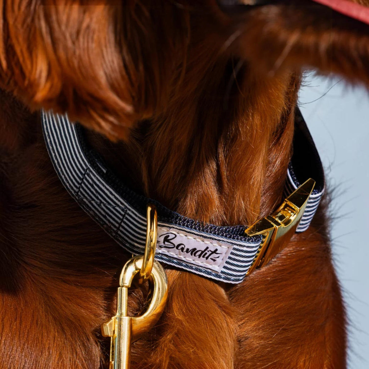 Chien portant un collier rayé bleu marine et blanc Bandit avec boucle dorée, gros plan sur le collier et l'attache laisse