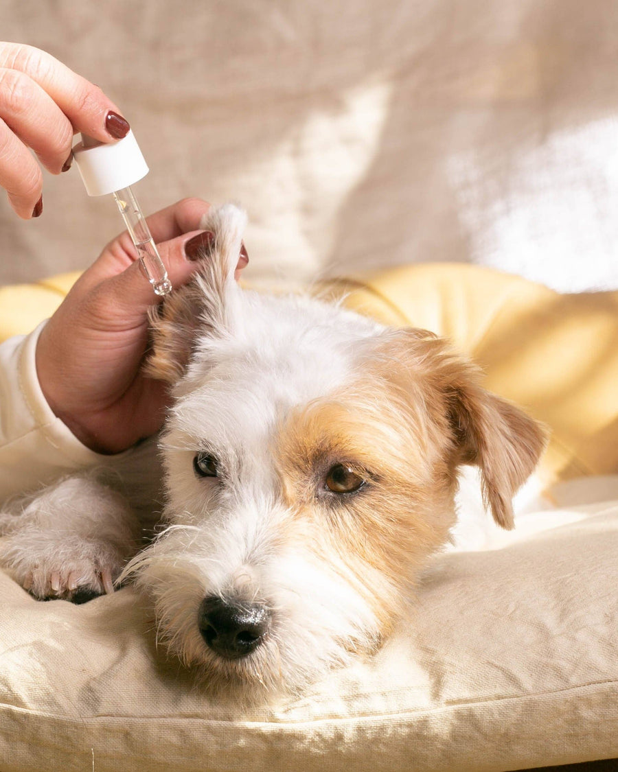 nettoyant pour les oreilles Masco Beauty appliqué dans les oreilles d'un chien 