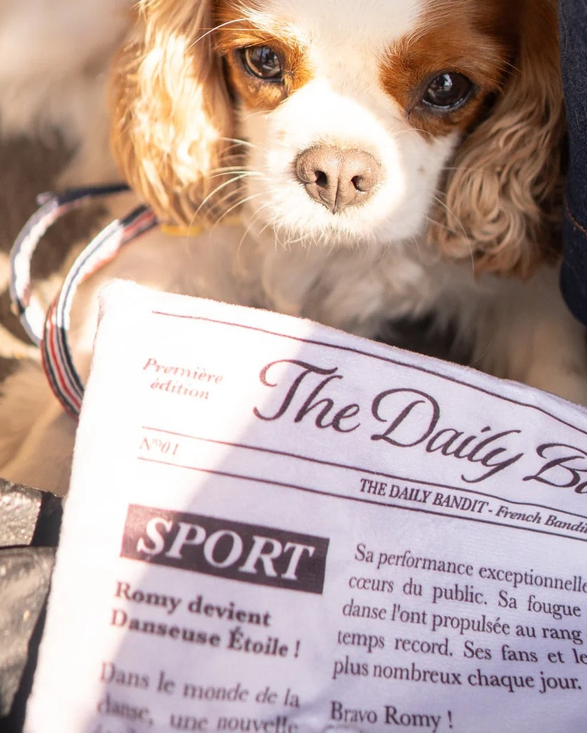 Chien allongé regardant le jouet Bandit en forme de journal