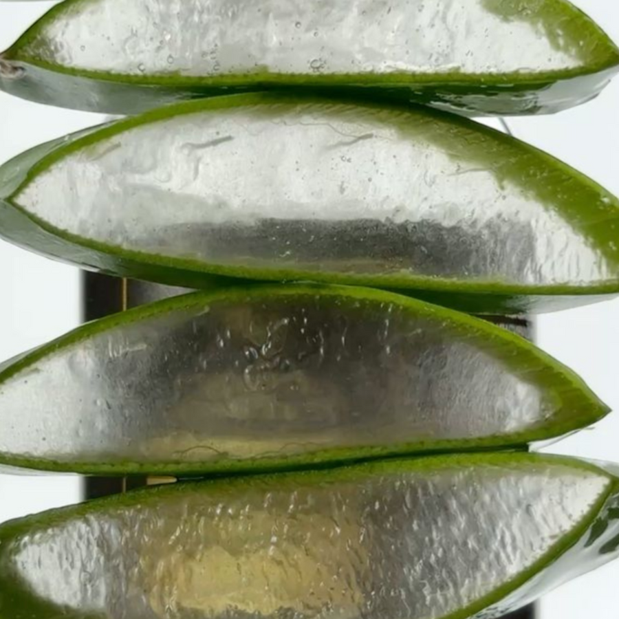 Patomia purifying pet shampoo featuring fresh aloe vera slices for sensitive skin care for dogs and cats