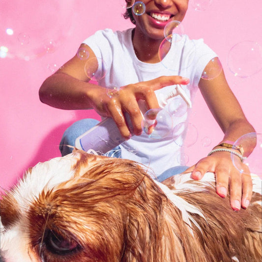 Patomia Bandit x Merci Handy gentle dog shampoo bottle being used by a person to wash a brown and white spaniel
