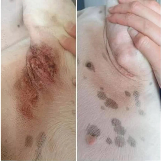 Patomia Baume Miraculeux before and after treatment showing skin healing and reduced irritation on a dog