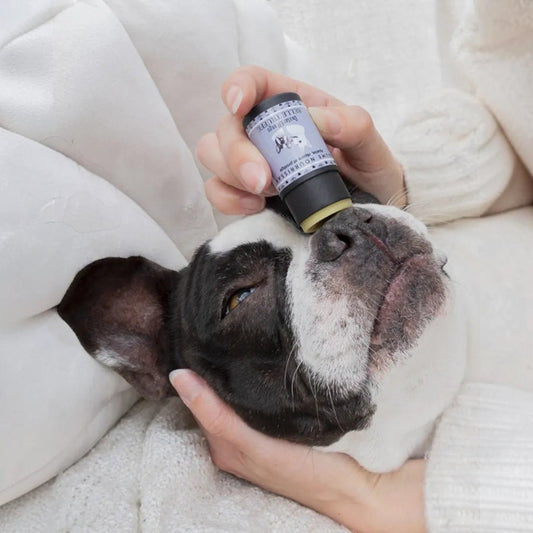 Patomia Belle truffe natural dog nose balm stick being applied to a French Bulldog's nose