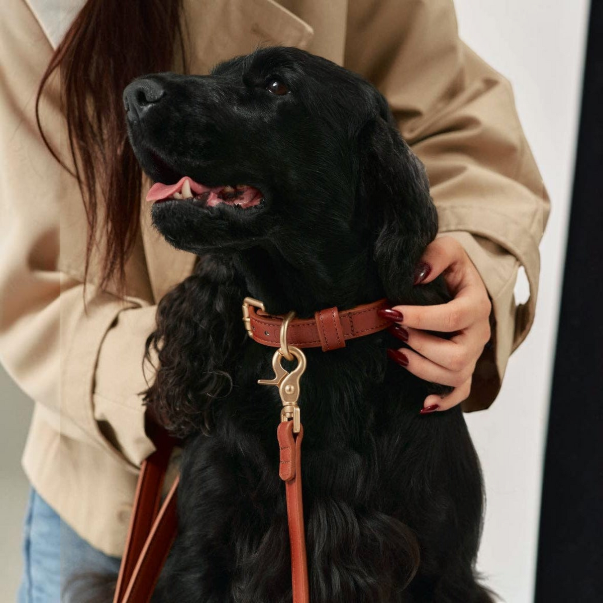 Patomia brown vegan leather dog leash with durable zamak metal hardware attached to a black dog collar