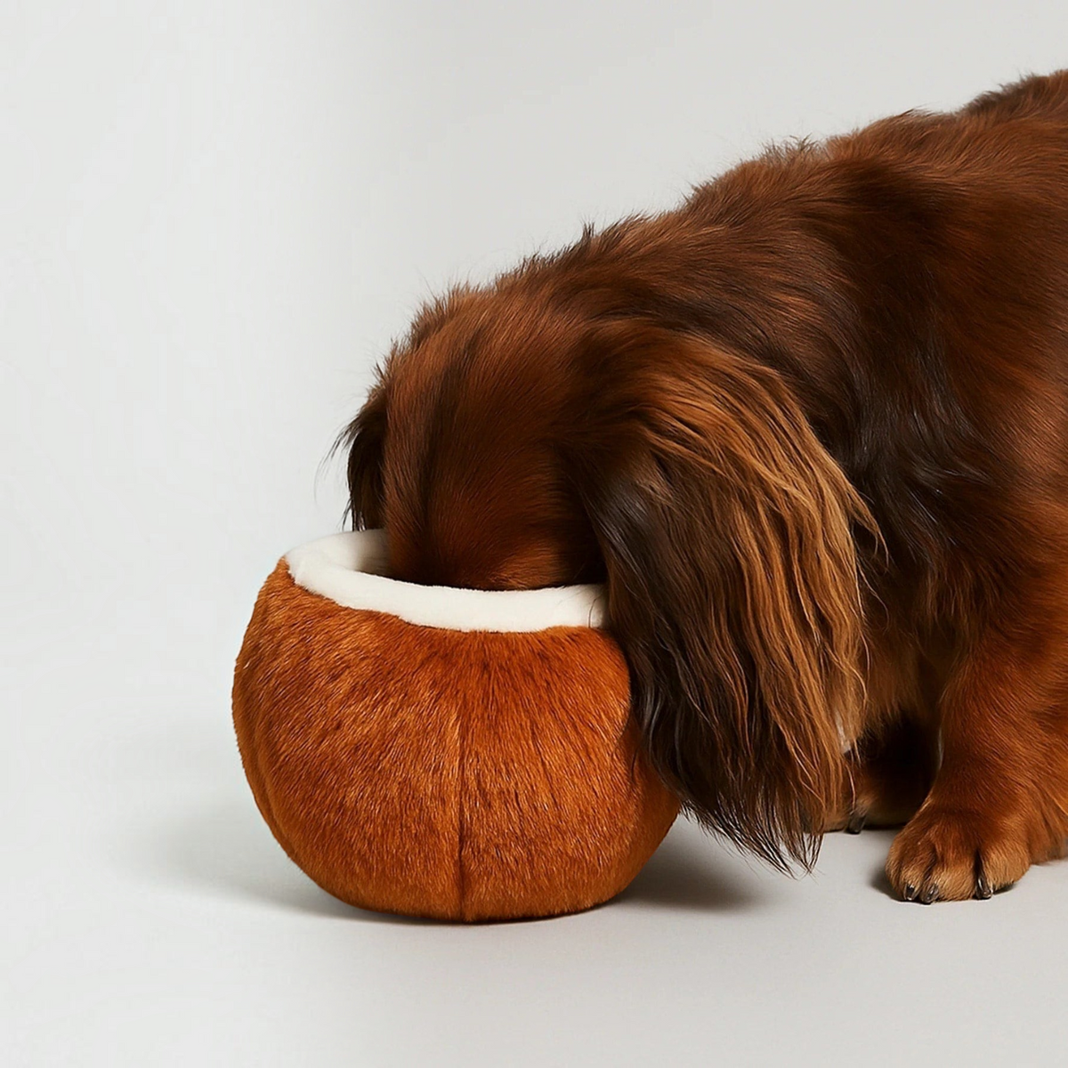 Patomia Coco Loco plush coconut treat puzzle toy for dogs being explored by a long-haired brown dachshund