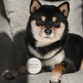 Charger l'image dans la visionneuse de la galerie, Patomia Cuddle Cure dog balm tin in front of a black and tan Shiba Inu sitting on a grey sofa
