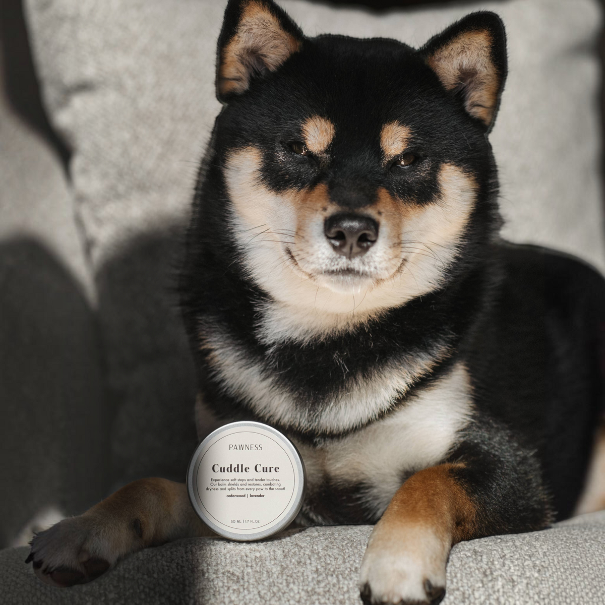 Patomia Cuddle Cure dog balm tin in front of a black and tan Shiba Inu sitting on a grey sofa