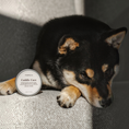 Charger l'image dans la visionneuse de la galerie, Patomia Cuddle Cure dog balm tin next to a resting black Shiba Inu dog on a grey surface
