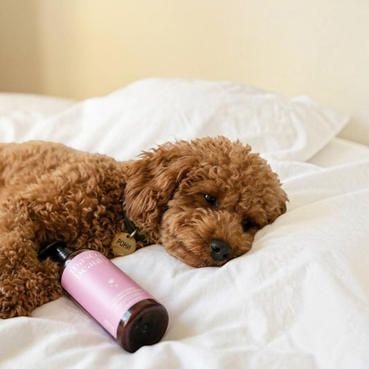 Patomia detangling conditioner bottle next to a cute curly-haired brown poodle resting on a white bed.
