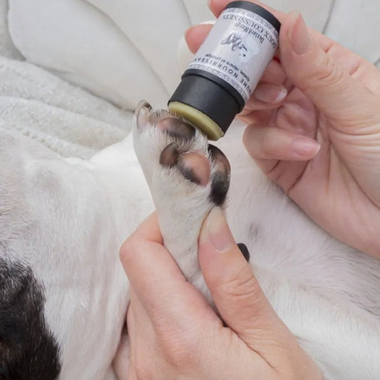 Patomia natural paw balm stick being applied to a dog's paw to moisturize and protect pads from irritation