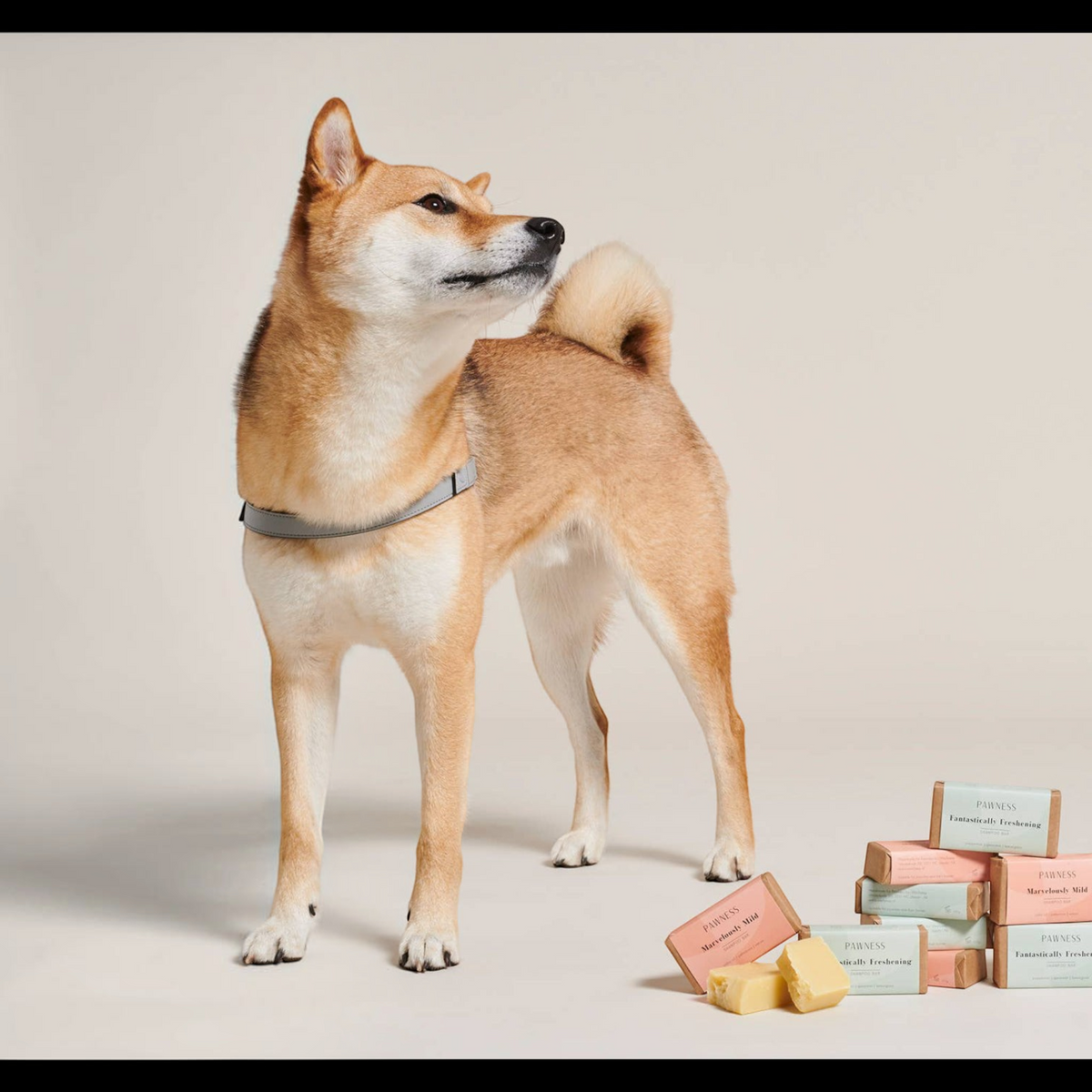 Patomia dog shampoo bar with natural ingredients next to a Shiba Inu dog on a neutral background