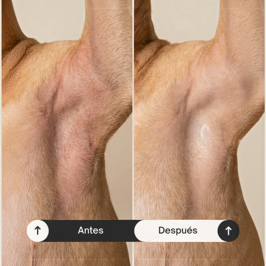 Patomia soothing repair balm applied to a dog's irritated skin fold showing before and after results