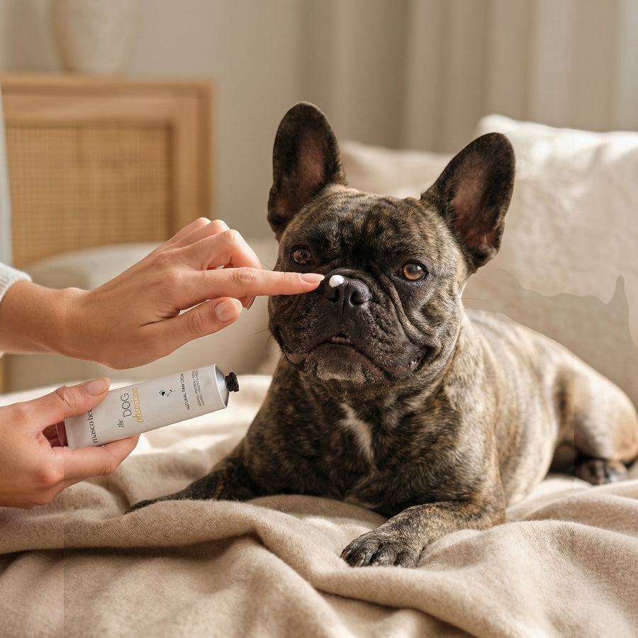 Patomia soothing repair balm applied to a French Bulldog nose to treat irritation and dryness.