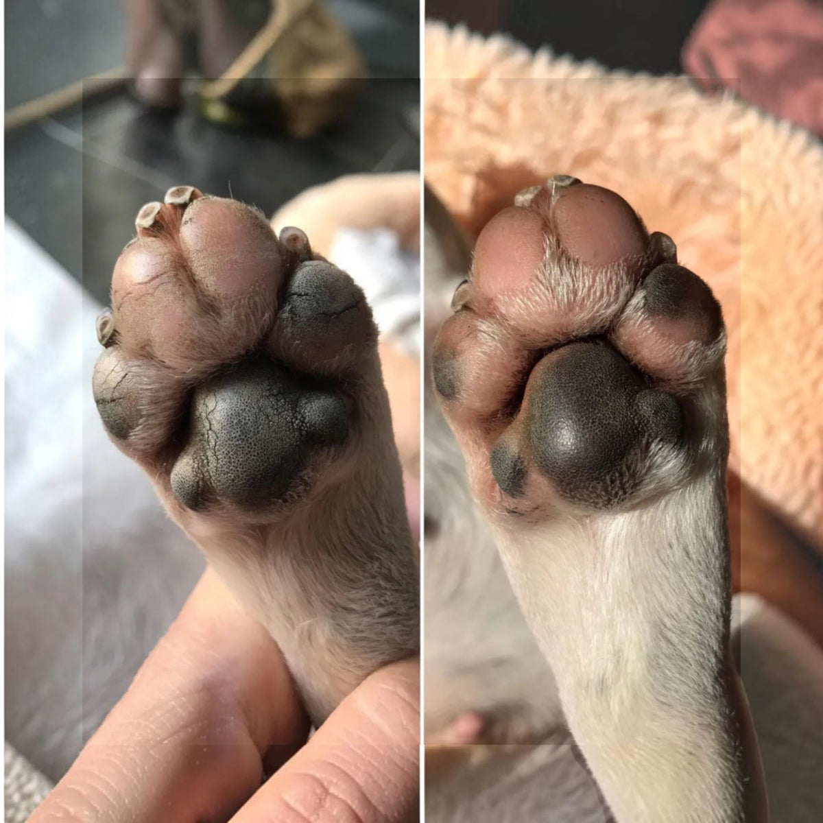 Patomia Doux Coussinets natural dog paw balm shown before and after application on dry cracked paw pads