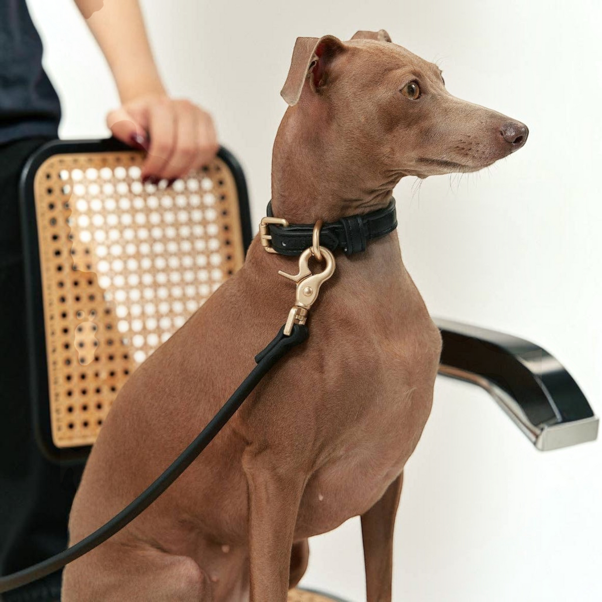 Patomia Jala black vegan leather dog collar with durable zamak metal hardware worn by an Italian Greyhound