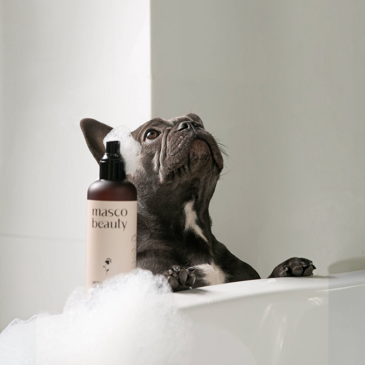 Patomia Masco Beauty purifying aloe vera shampoo bottle next to a French Bulldog in a bathtub with soap bubbles