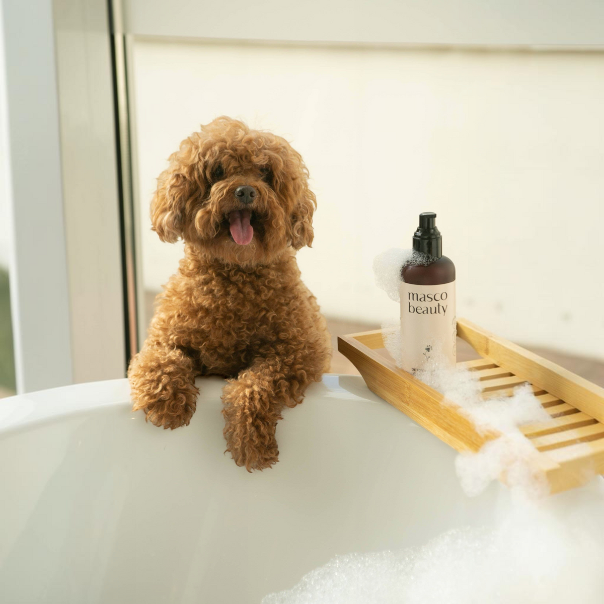 Patomia Masco Beauty purifying aloe vera shampoo bottle next to a cute curly-haired brown dog in a bathtub