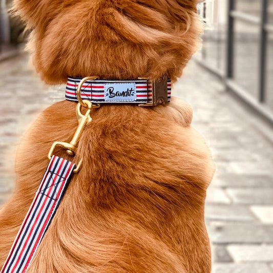 Patomia dog collar and leash set in blue, white, and red nautical stripes with gold hardware on a golden dog