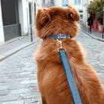 Charger l'image dans la visionneuse de la galerie, Patomia dog collar and leash set with blue and white nautical stripes on a fluffy golden dog on a cobblestone street

