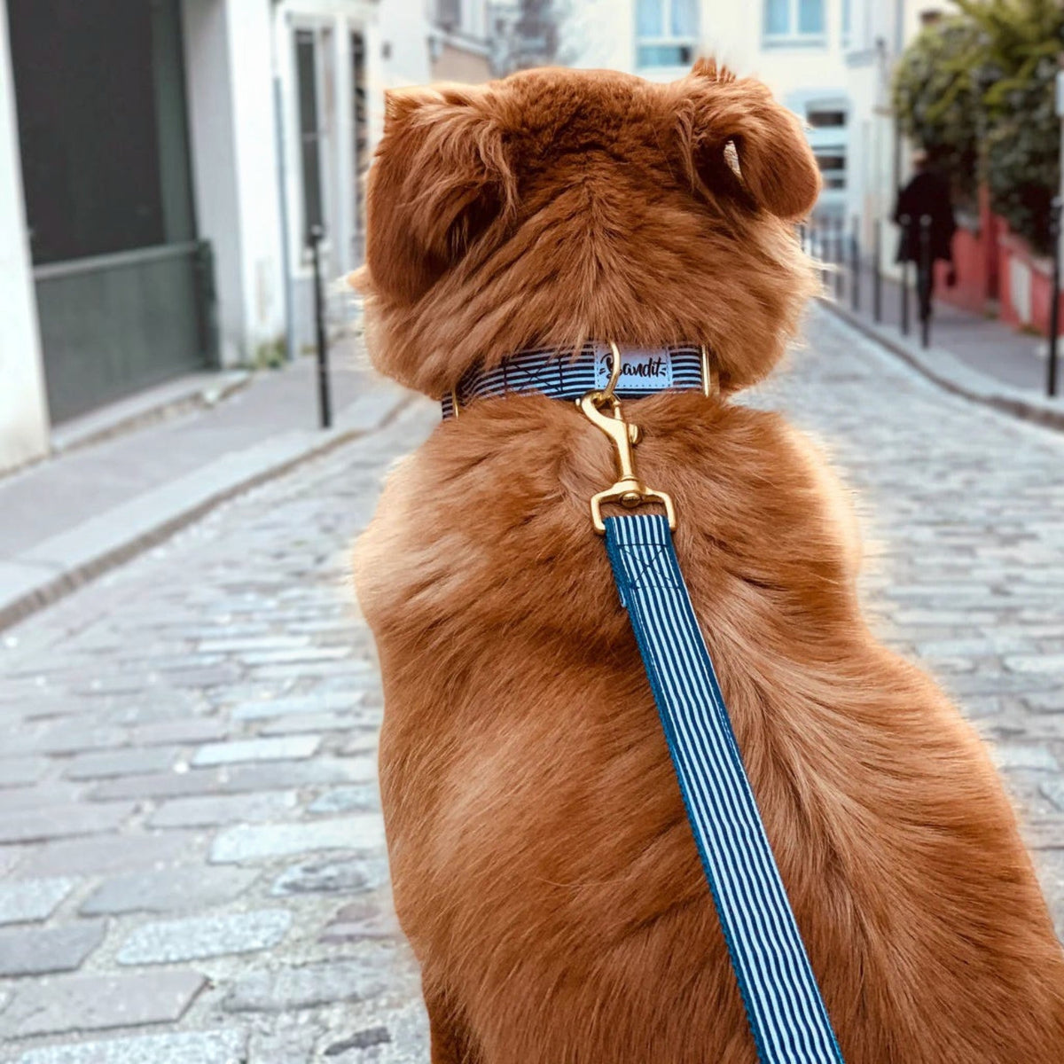Patomia dog collar and leash set with blue and white nautical stripes on a fluffy golden dog on a cobblestone street
