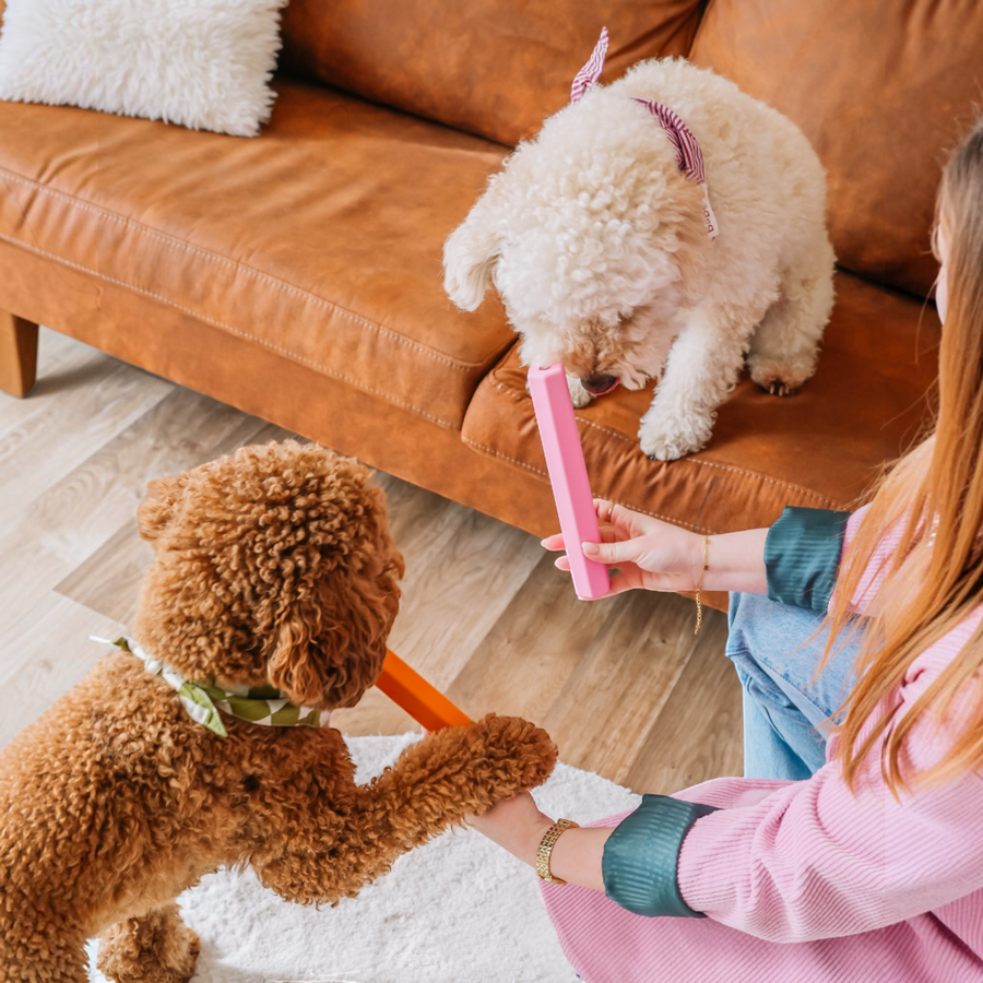 Patomia Treat Tube enrichment toy being held by a person for a brown and a white poodle dog to play with indoors