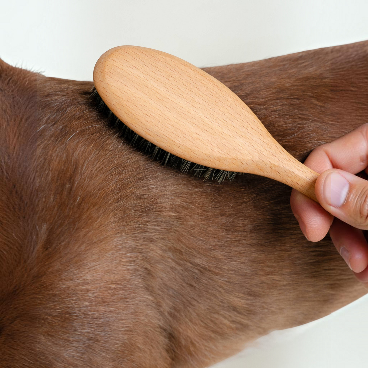 Patomia vegan dog brush with beech wood handle grooming a short-haired brown dog to remove dust and dirt