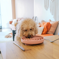 Charger l'image dans la visionneuse de la galerie, Patomia The Dreamy round silicone lickmat in vieux rose with a cute poodle eating from it on a wooden table
