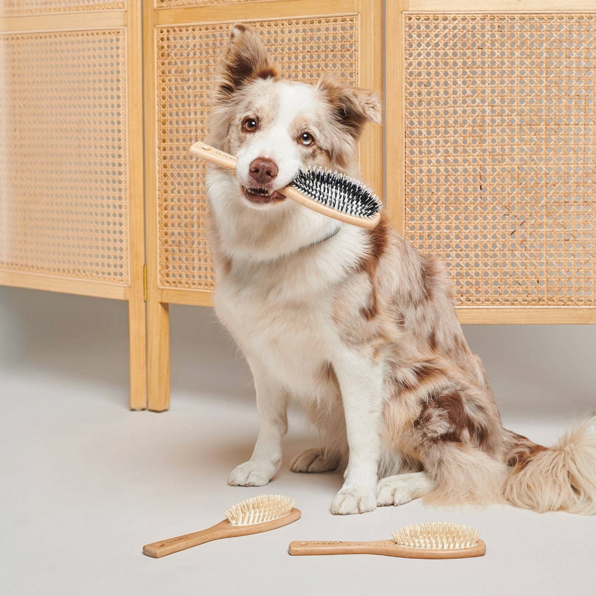 Patomia wooden dog brush for long fine hair held by a cute dog, with two additional brushes on the floor