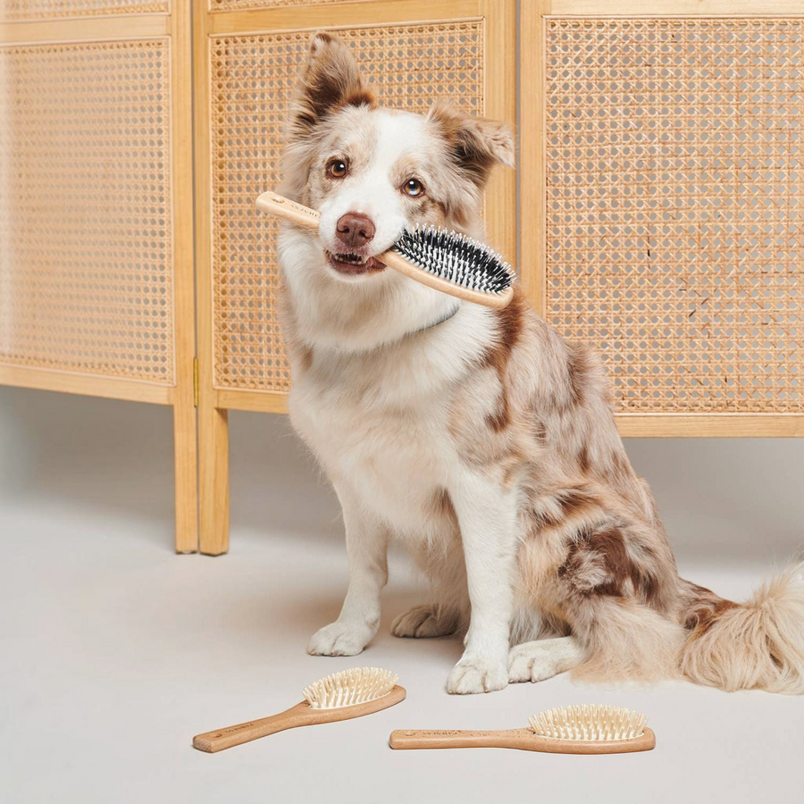 Patomia wooden dog brush for long fine hair held by a cute dog, with two additional brushes on the floor