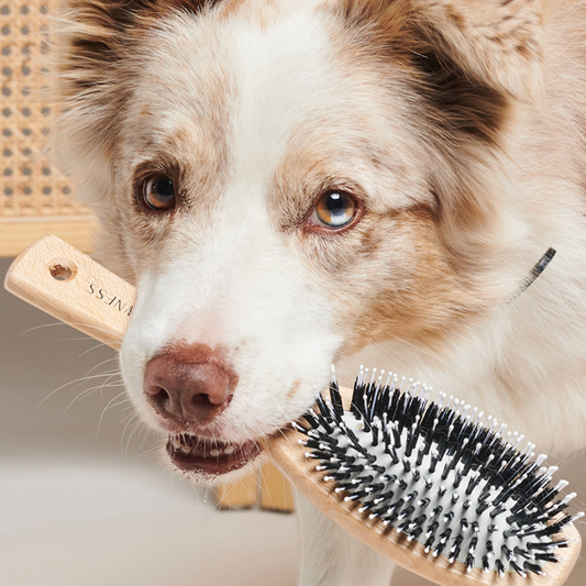 Patomia wooden dog brush with nylon bristles held in the mouth of a cute dog with a light brown and white coat.