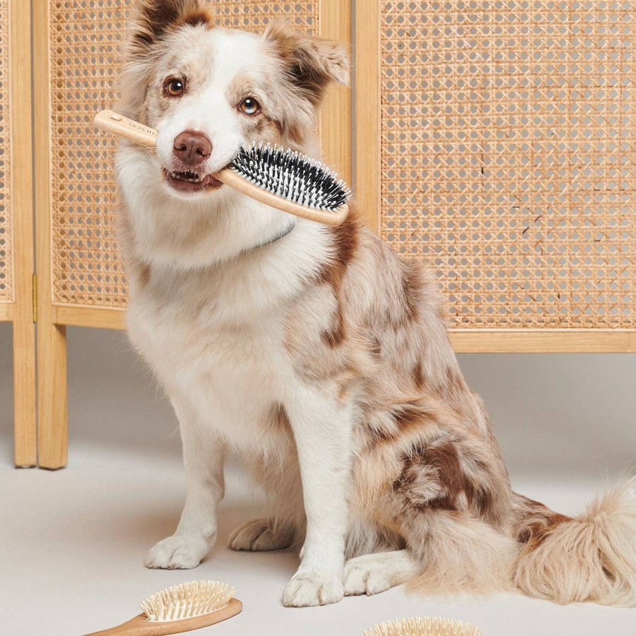 Patomia wooden and nylon dog brush held in the mouth of a dog, with two additional brushes on the floor.